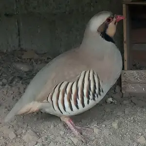 Кабк, Душанбе