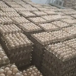 Тухми бройлер рос 308, Душанбе