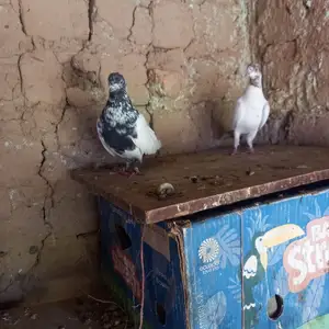 Кафтар, Гиссар