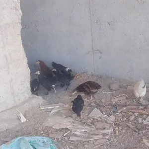 Чуча, Ҷаббор Расулов