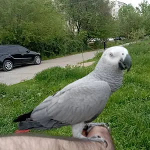 Попугай жако, Душанбе
