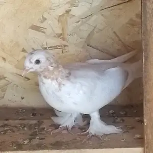 Кафтар, Кушониён (Бохтар)
