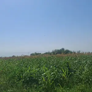 Силоси чугори, Гиссар