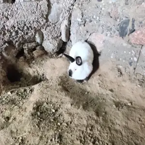 Кролики нар, Худжанд