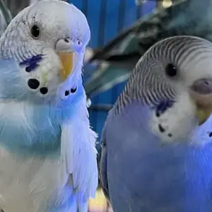 Попугай, Душанбе