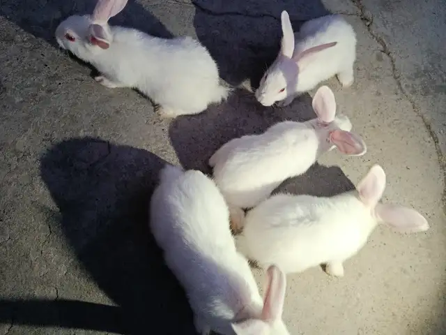 Харгуш, Душанбе