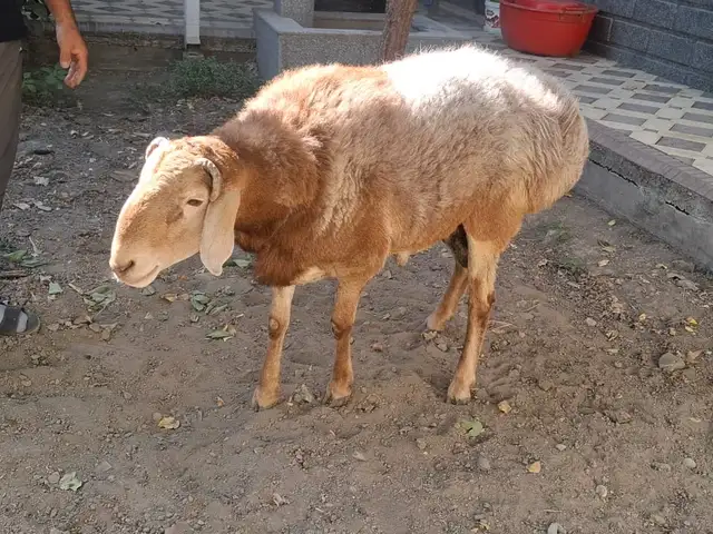 Гусфанд, Хуҷанд