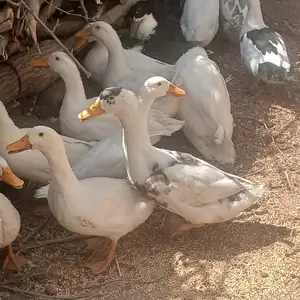Мургоби, Рӯдакӣ