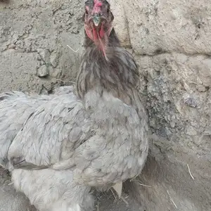 Мурғ, Худжанд