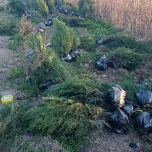 Туя, Худжанд
