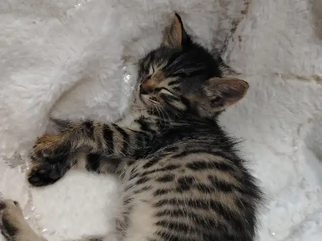 Кошка, Бохтар (Курган-Тюбе)