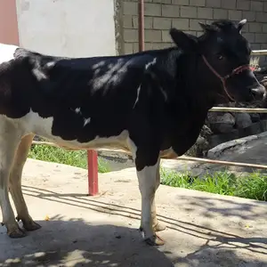 Гуночин, Худжанд