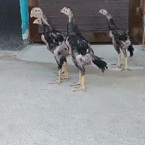 Чучахои Дакан, Хуҷанд