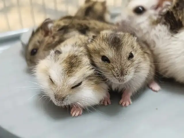 Джунгарские хомяки, Душанбе