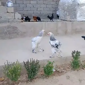 Брама, Турсунзаде