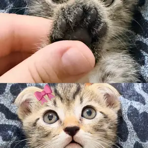 Котёнок, Душанбе