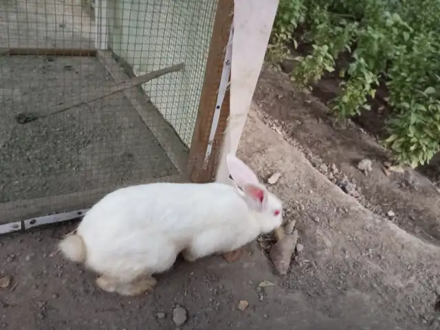 Харгуши сафед, Хуҷанд
