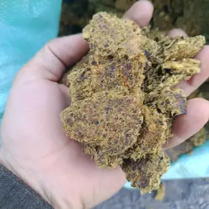Кунчораи Казок, Худжанд
