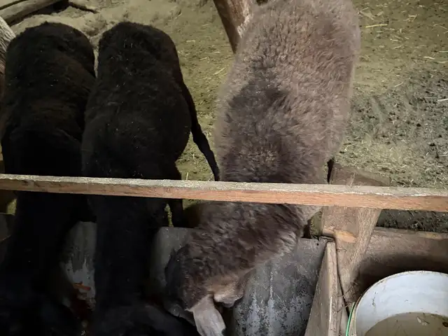 Гусфанд, Душанбе