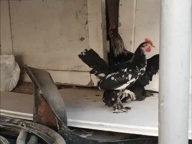 Хуруси японча, Душанбе
