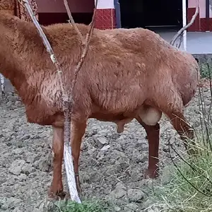 Гусфанд, Худжанд