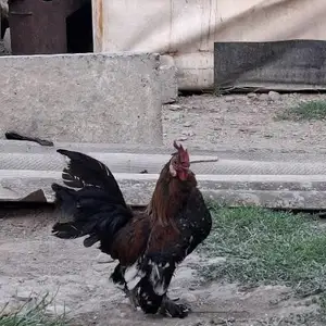 Мурги японча, Душанбе