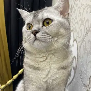 Кот на вязку, Бохтар (Курган-Тюбе)
