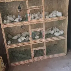 Бедона, Хуҷанд