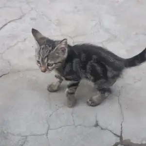 Котята, Душанбе