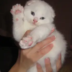 Шотландские вислоухие котята, Душанбе