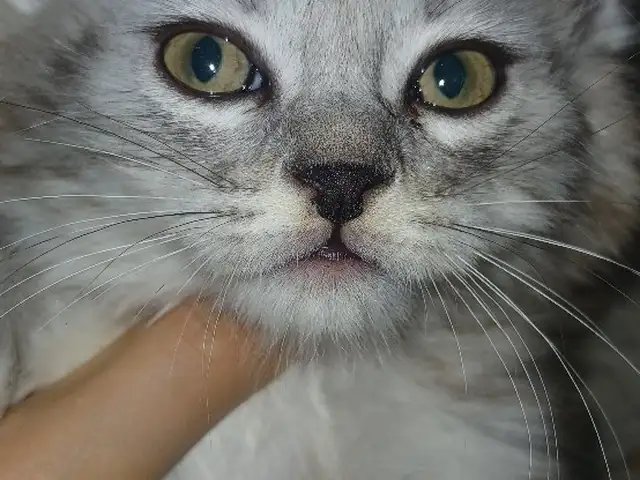 Шотландский вислоухий кот, Душанбе