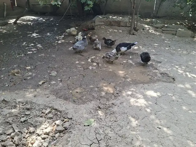 Мургоби, Душанбе