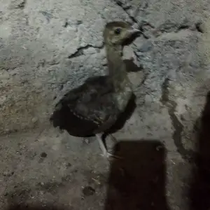 Чучаи товус, Душанбе