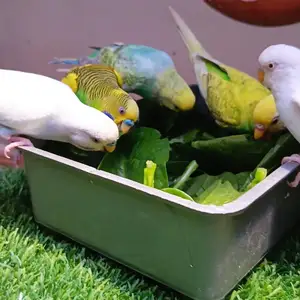 Попугай, Душанбе