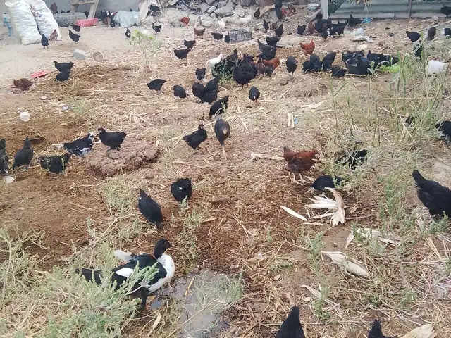 Чучахо, Джаббор Расулов