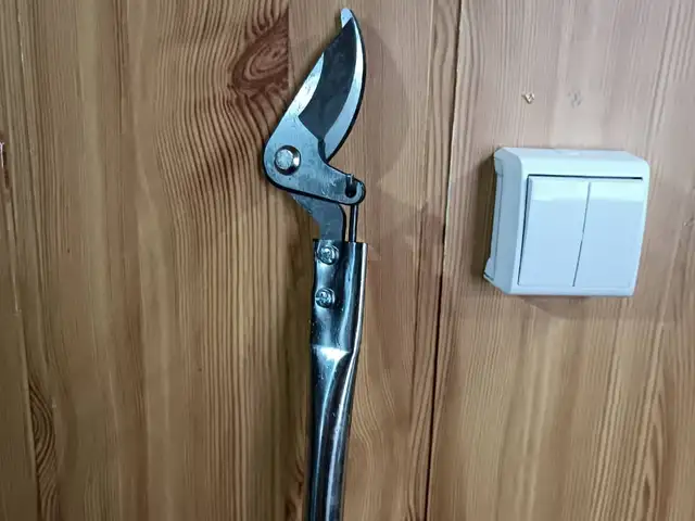 Қайчии токбури, Душанбе