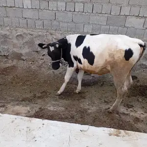 Гуночин, Матча