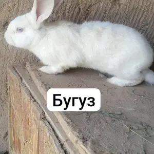 Хиколь, Куляб