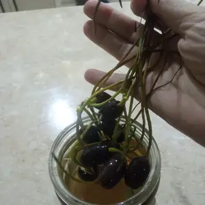 Лотос семена, Душанбе