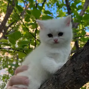 Кошки британцы, Душанбе