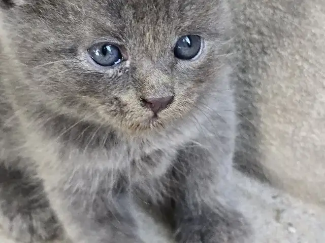 Шотландская кошка, Бохтар (Курган-Тюбе)