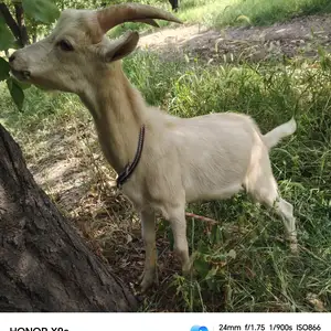 Така, Худжанд