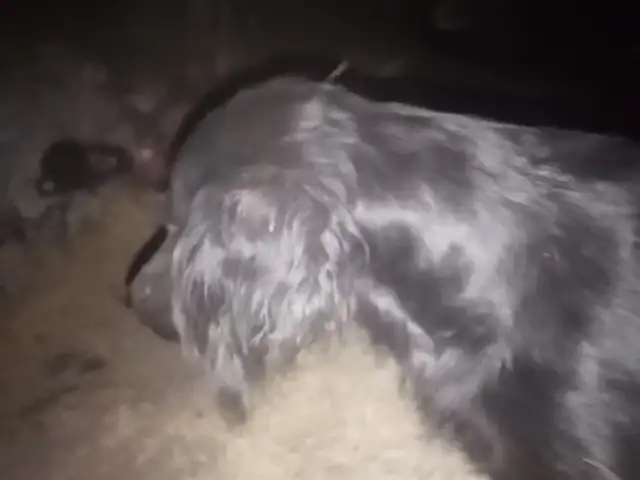 Саги руси, Душанбе