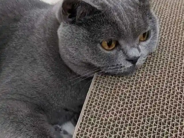 Кот на вязку, Душанбе