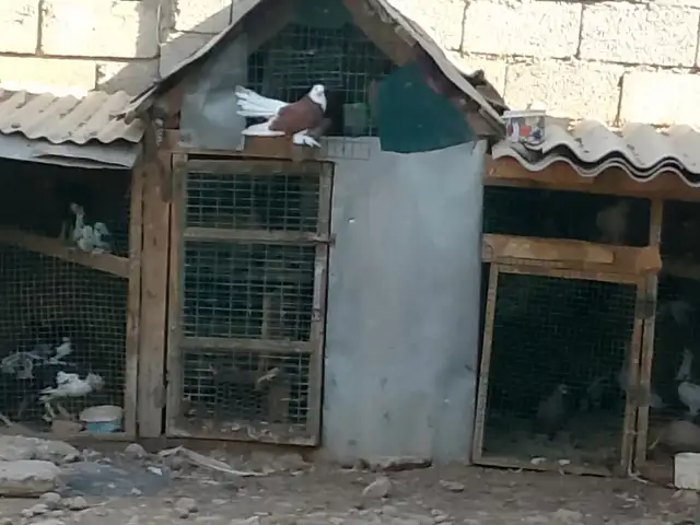 Кафтар, Турсунзаде