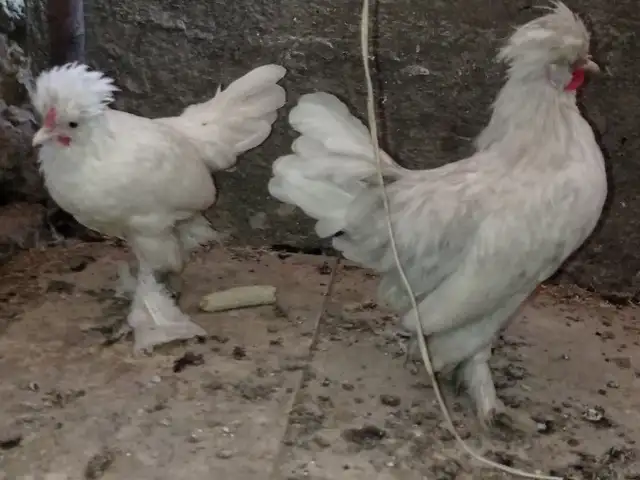 Хурус, Рӯдакӣ