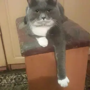 Британский прямоухий котик на вязку, Душанбе