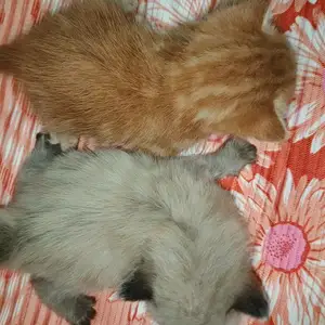Котята, Душанбе