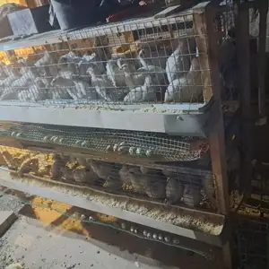 Тухми будана, Душанбе