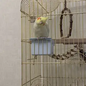 Попугай, Душанбе